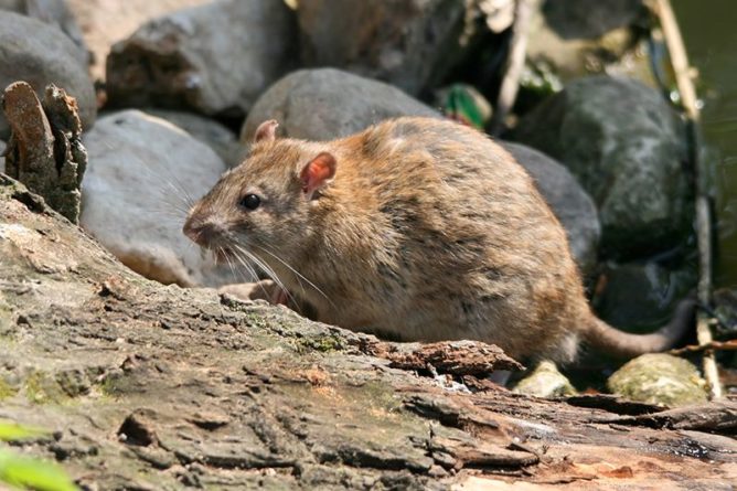 Общество: Гигантские крысы едва не съели собаку в Великобритании