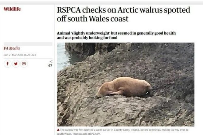 Общество: Арктический морж был обнаружен в Великобритании