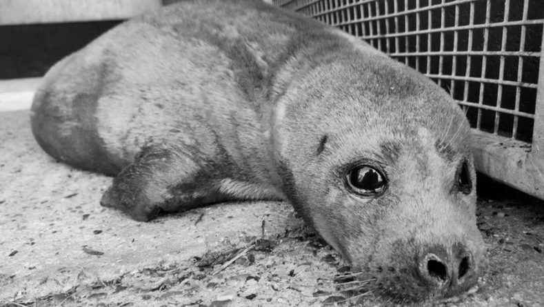 Общество: В Лондоне пришлось усыпить тюленя по кличке Фредди Меркьюри после нападения собаки