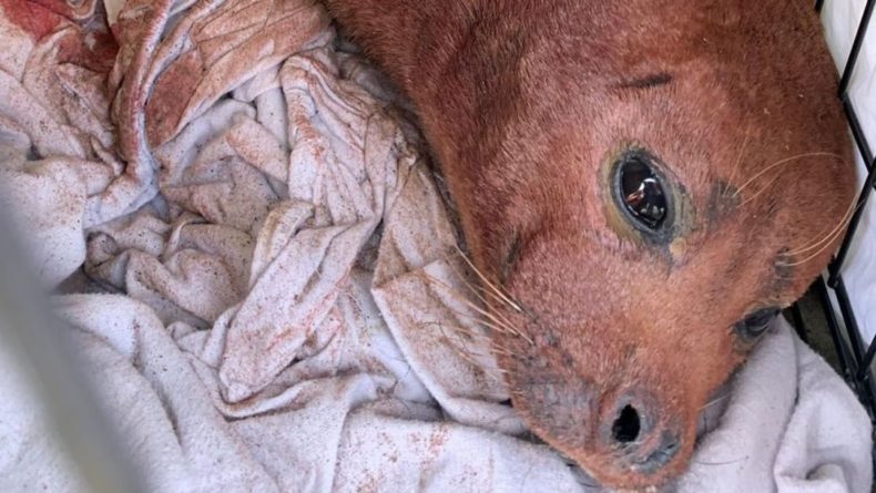 Общество: В Лондоне усыпили тюленя по кличке Фредди Меркьюри после нападения собаки