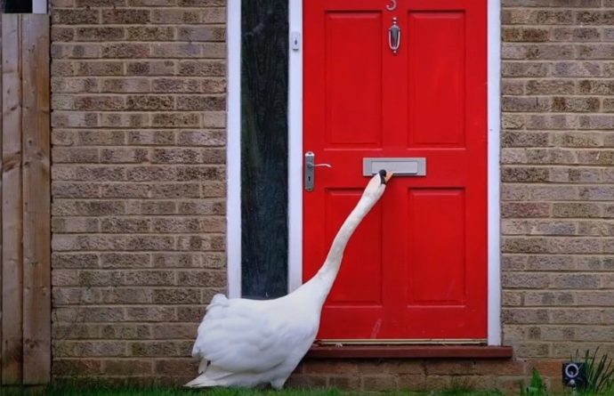 Общество: В Британии лебедь несколько лет терроризирует людей, часами стуча клювом в двери