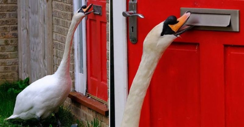 Общество: Наглый лебедь в Великобритании ежедневно часами терроризирует местных жителей – фото, видео