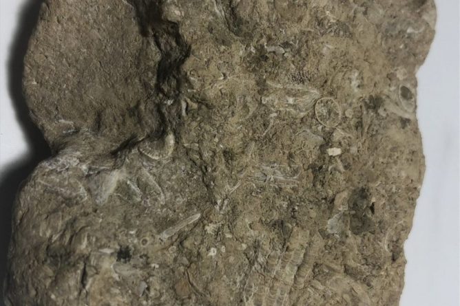 Общество: СМИ: шестилетний британец нашел коралл древнее динозавров, пока искал червей