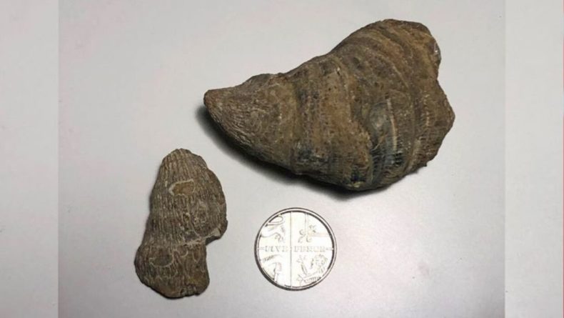 Общество: Ребенок из Великобритании нашел на заднем дворе окаменелость палеозойской эры