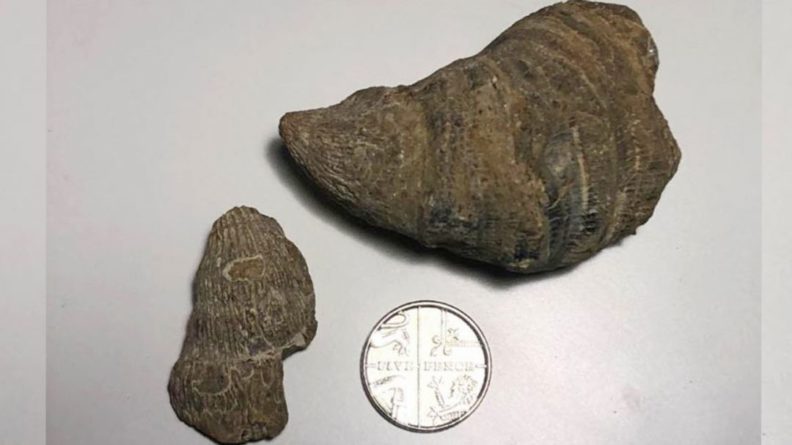Общество: Шестилетний британец нашел во дворе дома древнейшую окаменелость