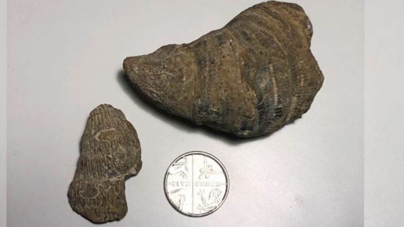 Общество: Мальчик из Великобритании случайно нашел окаменелость палеозойской эры