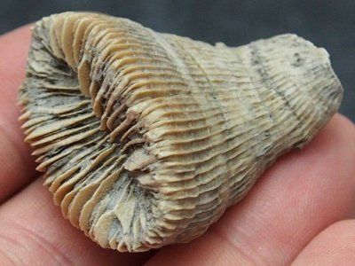 Общество: Юный британец нашел в саду коралл эпохи палеозоя
