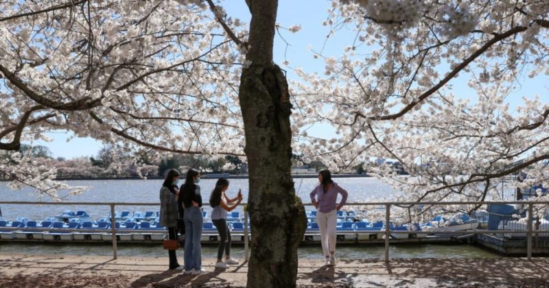 Общество: Фото дня: Пасхальный фестиваль в Лондоне и цветение вишни в США