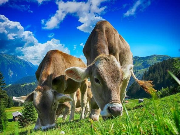 Farmers Weekly: Действия России стали причиной проблем с вывозом навоза в Великобритании 30032021 Общество: Farmers Weekly: Действия России стали причиной проблем с вывозом навоза в Великобритании
