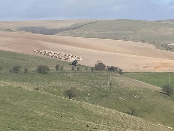 Общество: Сотни овец выстроились в правильные круги на поле в Англии