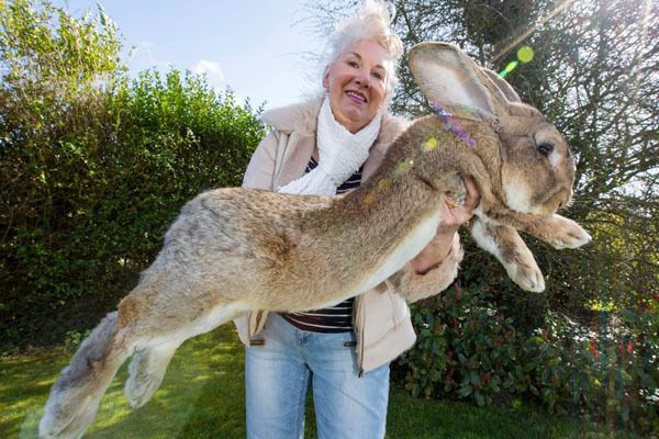 Общество: В Великобритании похитили самого крупного в мире кролика