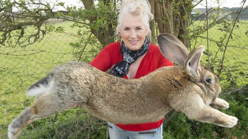 Общество: «Самый большой кролик в мире» украден в Англии