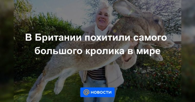 Общество: В Британии похитили самого большого кролика в мире