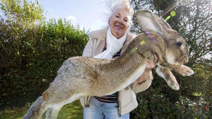 Общество: В Великобритании украли Дариуса – самого большого кролика Земли