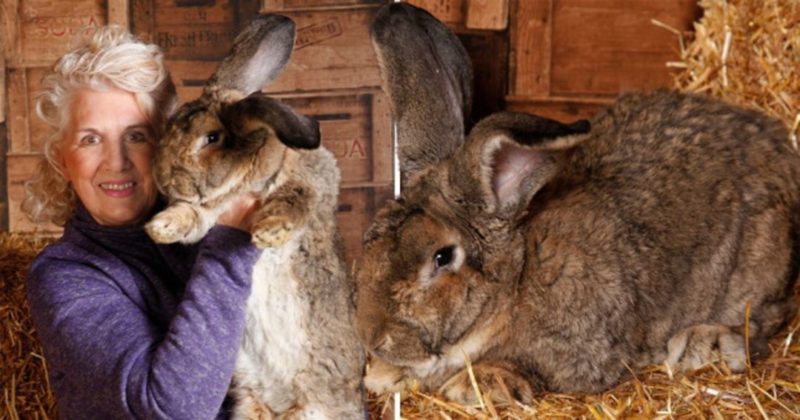 Общество: В Англии похитили крупнейшего в мире кролика: владелица предлагает большую награду