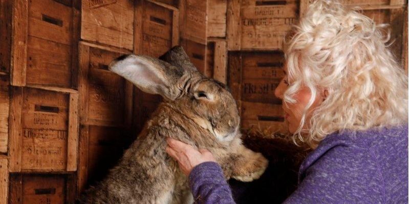Общество: В Британии похитили самого большого в мире кролика