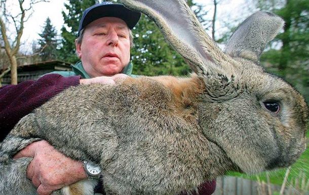 Общество: В Великобритании похитили самого большого кролика в мире (ВИДЕО) и мира