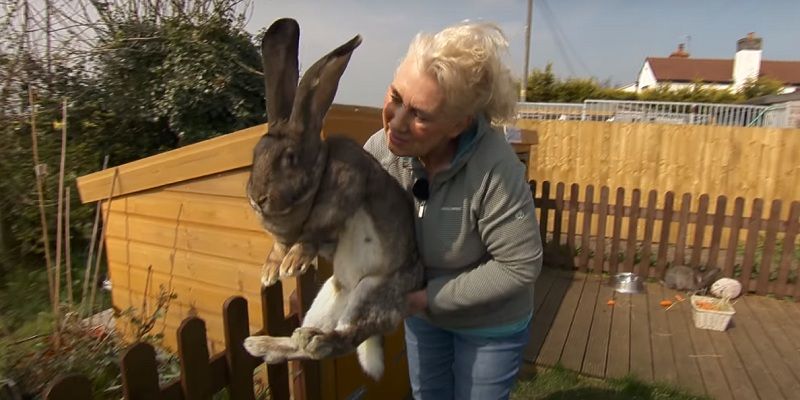 Общество: Самый большой и долгоживущий кролик в мире Дариус похищен в Британии - его фото - ТЕЛЕГРАФ
