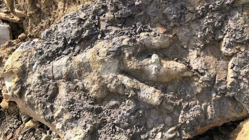Общество: Британка нашла на пляже след мегалозавра (ФОТО)