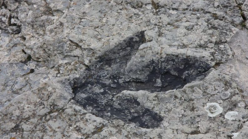 Общество: Женщина обнаружила след динозавра во время сбора моллюсков на пляже в Англии