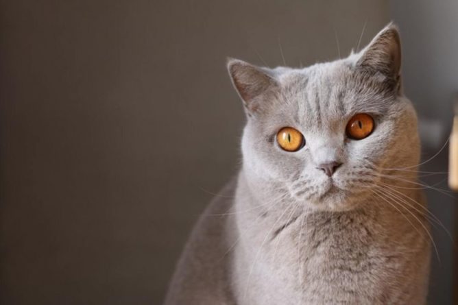 Общество: Всех котов в Великобритании хотят микрочипировать