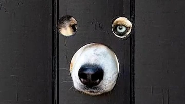 Общество: Британец просверлил дыры в заборе, чтобы его собаки наблюдали за улицей