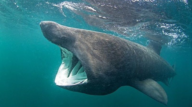 Общество: Редкая пятиметровая акула показалась у берегов Великобритании (Видео)