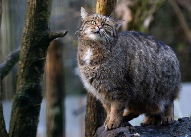 Общество: Лесные коты вернутся в Англию спустя 200 лет отсутствия