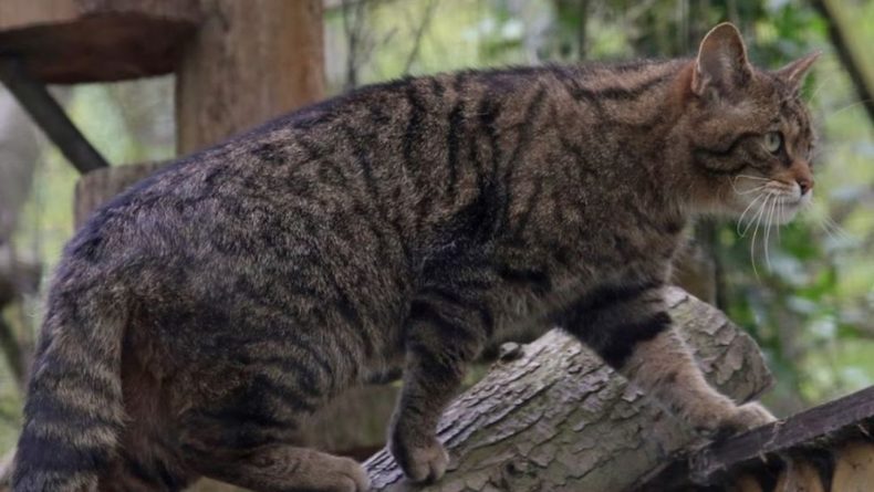 Общество: Лесные коты вернутся в Англию и Уэльс спустя 200 лет отсутствия
