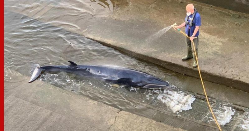 Общество: Застрявшего в шлюзе на Темзе кита спасают в Лондоне: видео