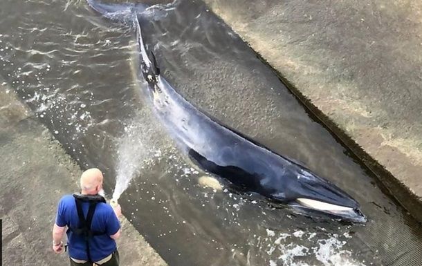 Общество: В Лондоне кит застрял на реке Темза