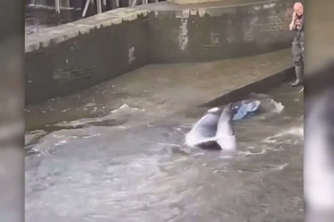 Общество: Детёныша кита удалось спасти из шлюза Темзы в Лондоне