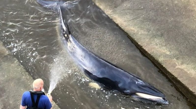 Общество: В Лондоне провели спецоперацию по спасению кита, застрявшего в Темзе: видео