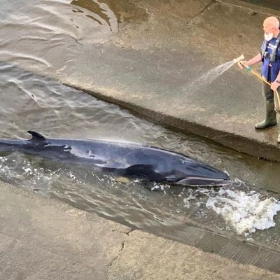 Общество: Детеныш кита застрял в одном из шлюзов Темзы в Лондоне, его удалось спасти