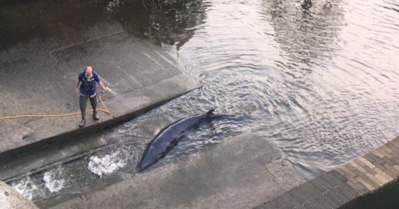 Общество: "Спасти рядового полосатика": в Лондоне детеныш кита застрял в шлюзе Темзы (видео)