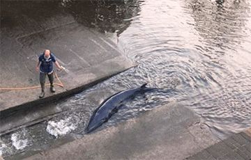 Общество: В Лондоне кит-полосатик застрял в Темзе