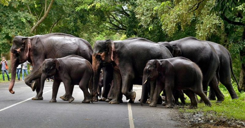 Общество: По Лондону проведут "стадо" из моделей слонов в натуральную величину