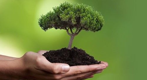 Общество: В Британии будут высаживать втрое больше деревьев для предотвращения климатической катастрофы
