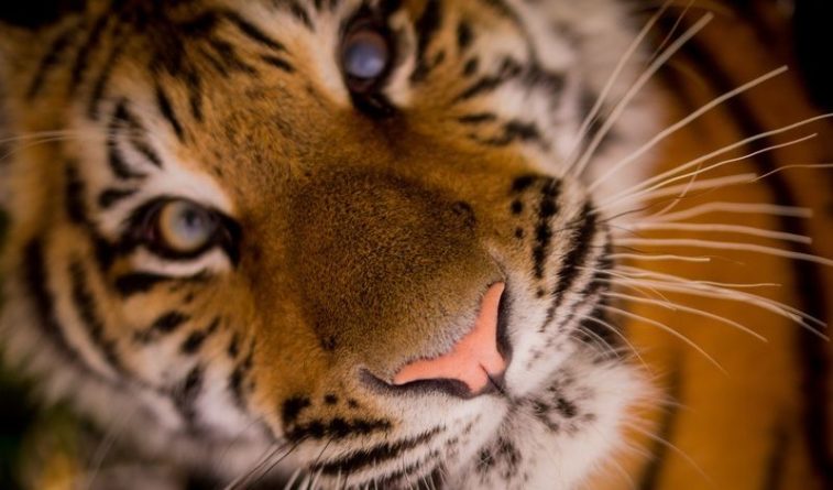 Общество: В Англии тигрице провели операцию по удалению катаракты