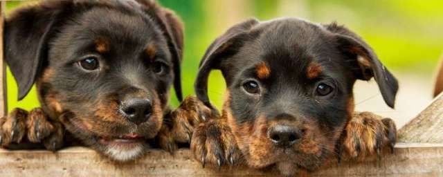 Общество: В Великобритании собак научили обнаруживать коронавирус