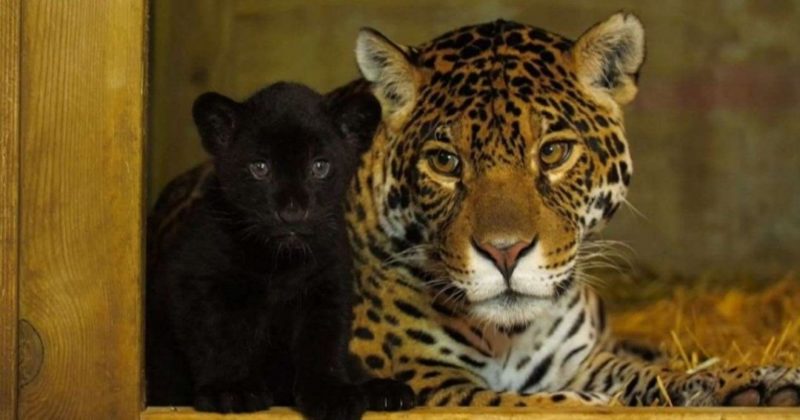 Общество: В Британии родилась самка редкого черного ягуара, находящегося под угрозой исчезновения