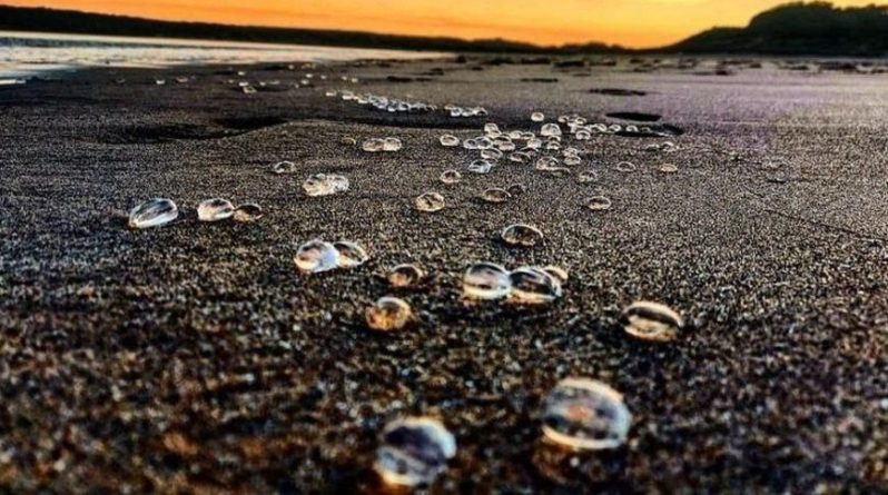 Общество: Тысячи живых прозрачных капель заполонили пляжи Великобритании