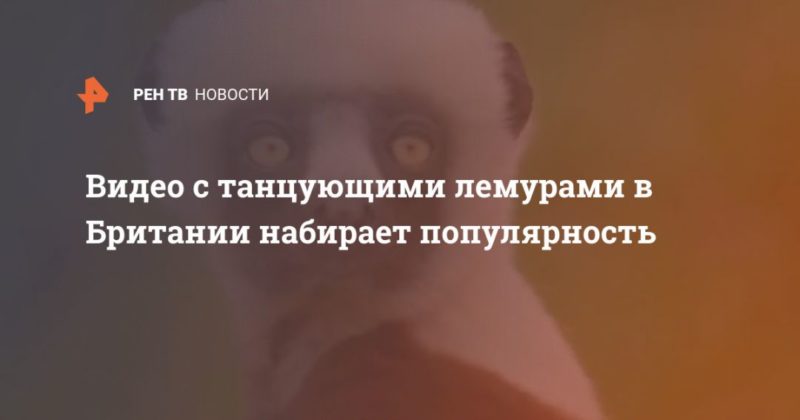 Общество: Видео с танцующими лемурами в Британии набирает популярность