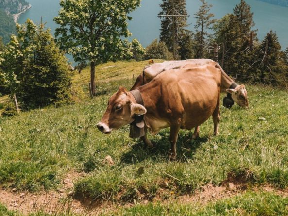 Общество: В Британии фермер использует коровий навоз для майнинга криптовалюты