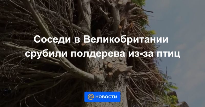 Соседи в Великобритании срубили полдерева из-за птиц 27062021 Общество: Соседи в Великобритании срубили полдерева из-за птиц