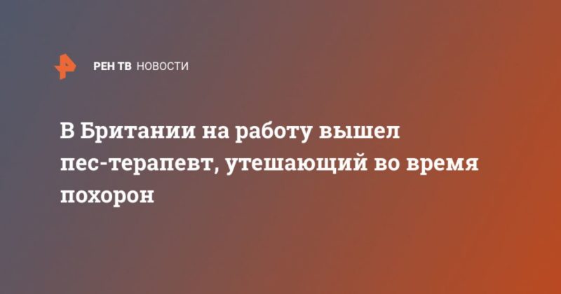 В Британии на работу вышел пес-терапевт, утешающий во время похорон 27062021 Общество: В Британии на работу вышел пес-терапевт, утешающий во время похорон