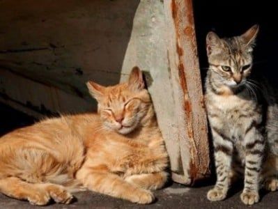 Общество: Серийный убийца кошек из Британии получил пять лет и три месяца тюрьмы