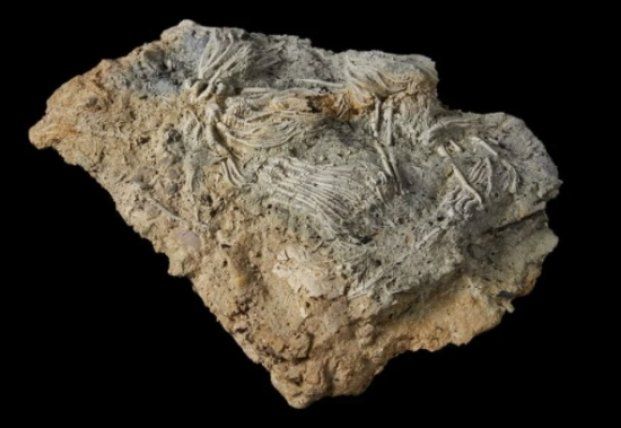 Общество: В Британии обнаружили огромное кладбище морских существ юрского периода