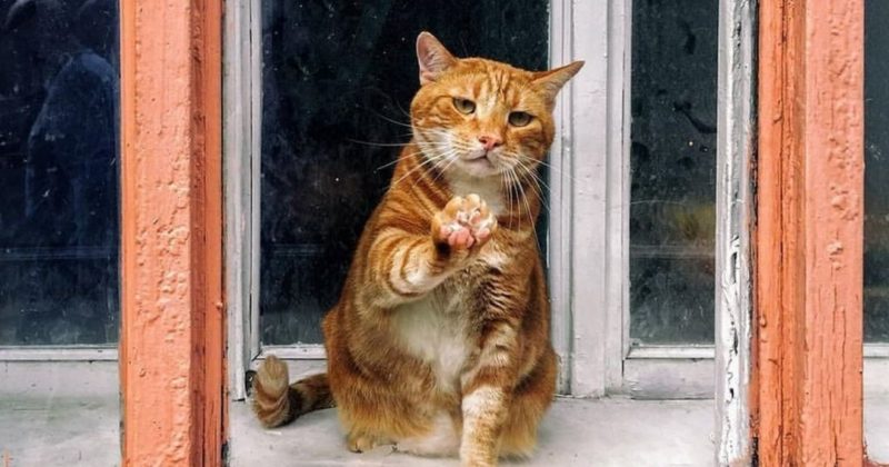 Общество: Подозревают некачественный корм. В Британии сотни кошек умерли от редкого заболевания