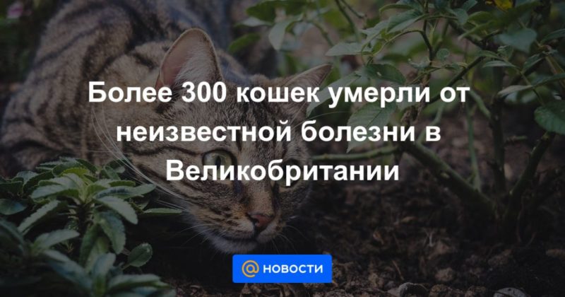 Общество: Более 300 кошек умерли от неизвестной болезни в Великобритании